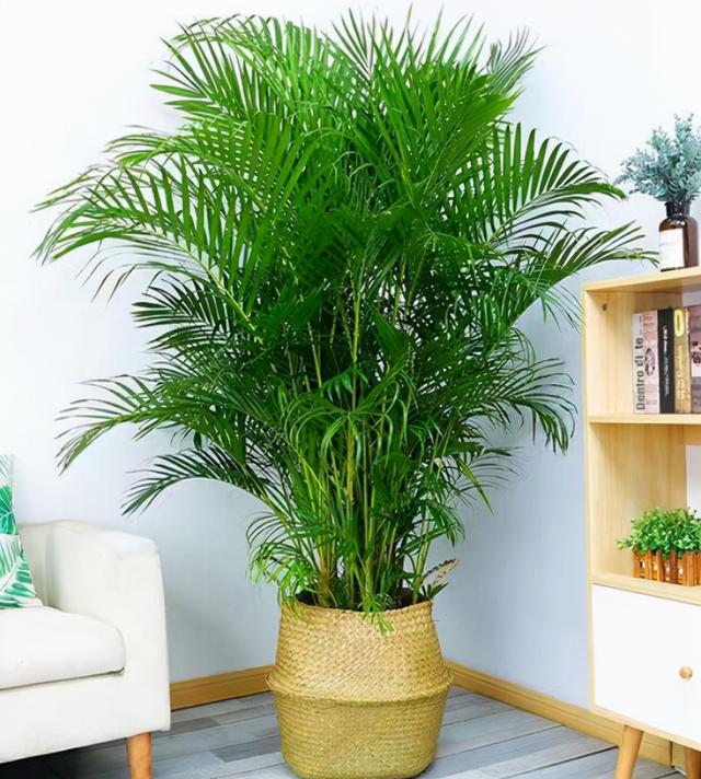 客厅好养活的绿植有哪些(客厅最旺宅的大型植物) - 吉谋号