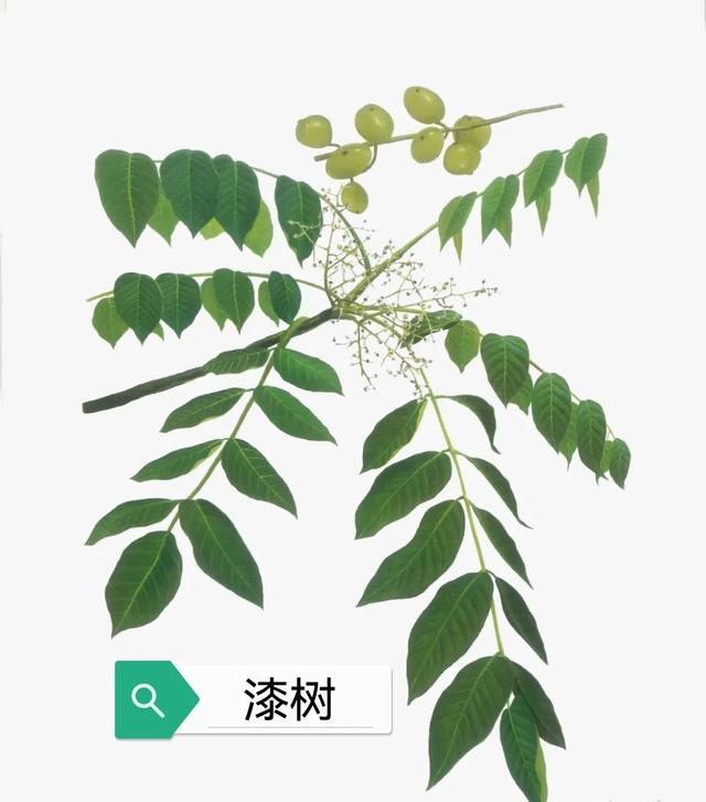 中药古今研究：干漆