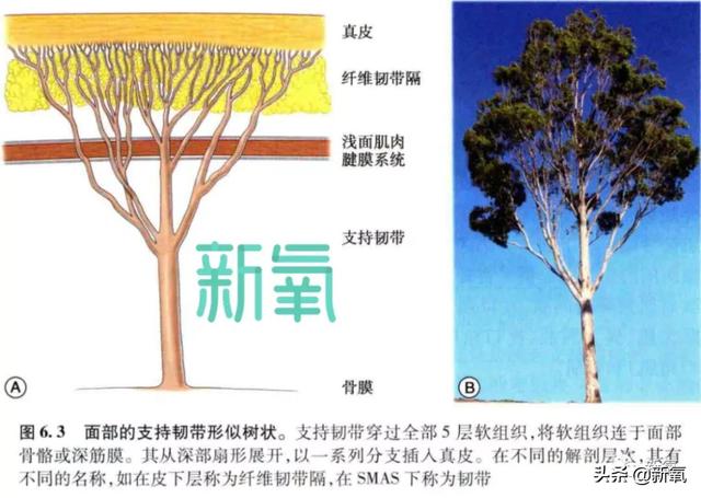 沃拉娜特旺萨莞