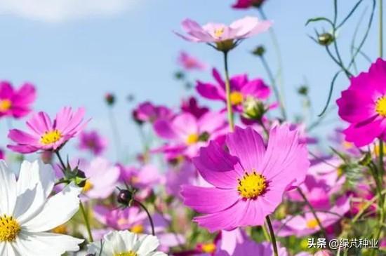 格桑花波斯菊