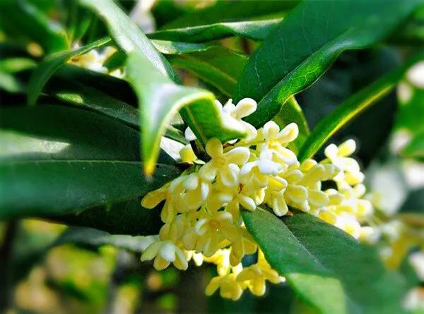 日香桂 日香桂（日香桂花期） 生活