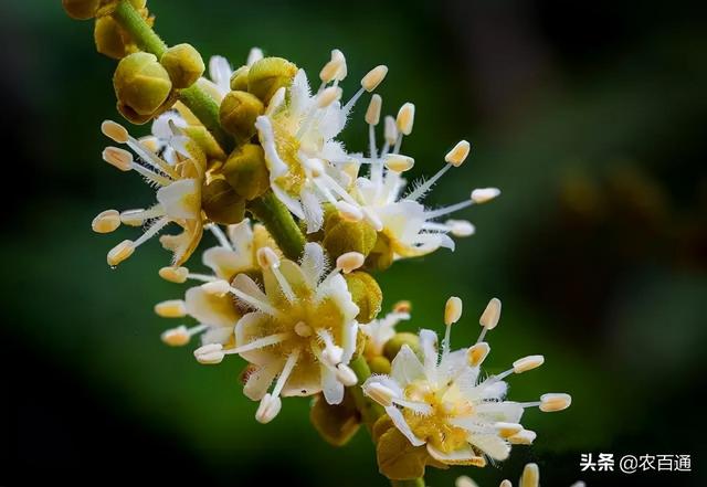 龙眼树控冬梢与促花芽分化的方法