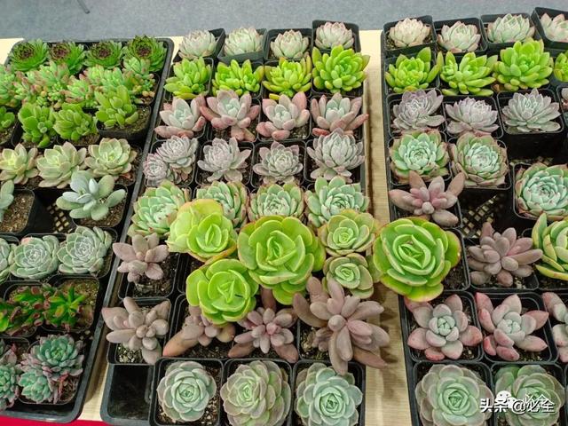 值得参加的园林机械展