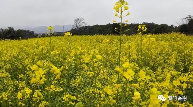 一剪春光满庭芳