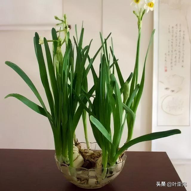 11月开什么花