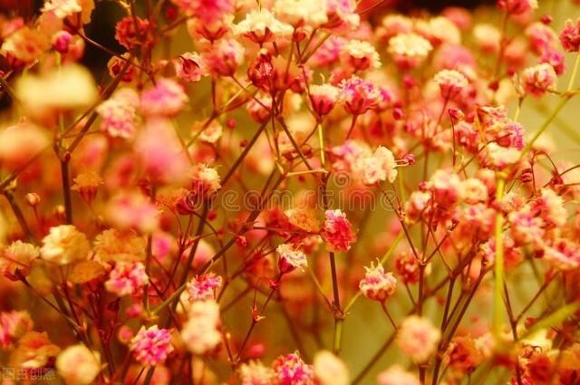 分享图片，百花盛开，五彩缤纷，太美了！令人心情无比愉悦