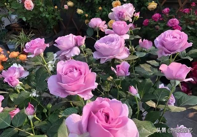 月季花的养殖方法 月季花的养殖方法（月季花的养殖方法和注意事项有哪些） 生活