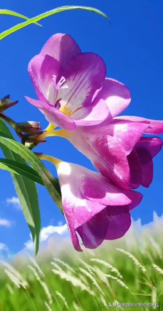 岁月，就是一场花开，花开时鲜艳夺目，芬芳浓郁，蝴蝶也随之而来