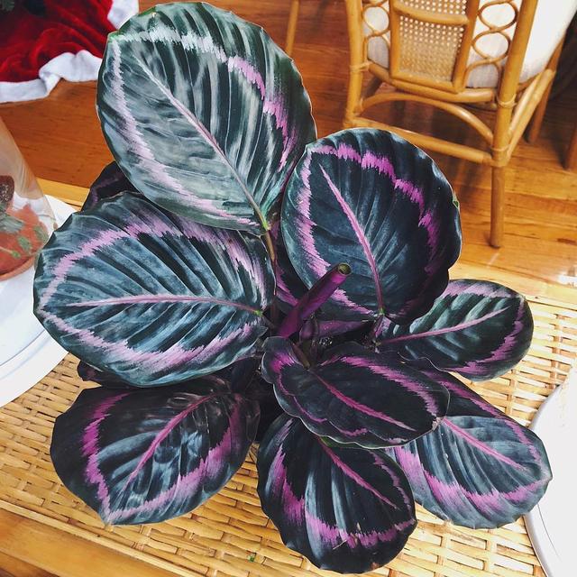竹芋 竹芋，竹芋图片 生活