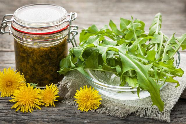 蒲公英是“药草皇后”，常吃还能抗癌？辟谣：实际作用可能就3个
