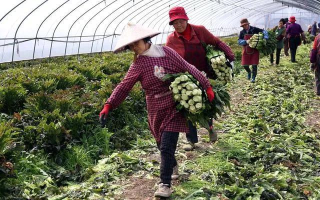 莴笋病害经常发生，别头疼，老农帮你搞定7