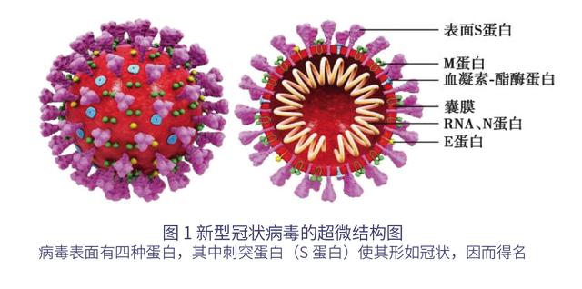 联盟号飞船为何要将冠状病毒蛋白质，运往国际空间站？