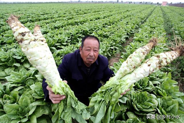 莴笋喜欢什么肥料？如何管理才能长得又粗又壮？老农种植经验分享4