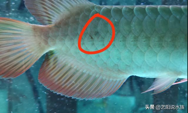 龙鱼鳞片看见