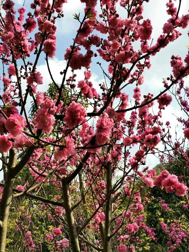 #把春天装进旅途 芳菲向暖，星辰与我共赏桃花