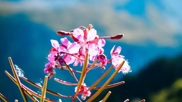 胡蝶的选择 全网搜