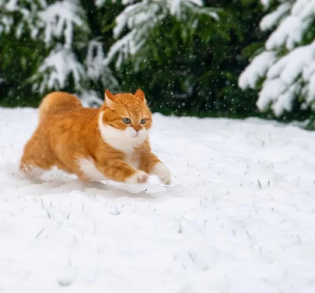 雪中飞