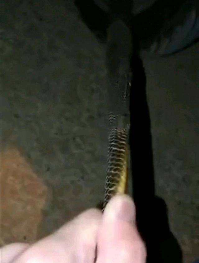 惠州钓友夜钓回家，竟与一条眼镜蛇一路同行，钓友：头就在我脚边