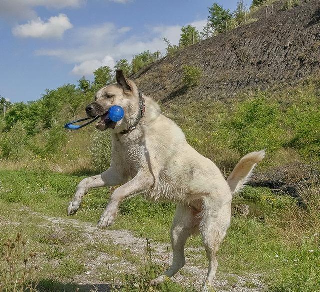 demo 坎高犬（坎高犬vs各种猛犬） 动物