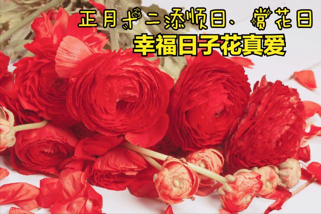 一花一喜庆正月十二邀赏花美丽送给最爱的人花香深爱永相伴 新闻时间