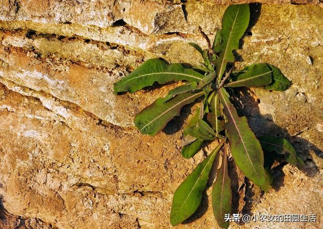 10种“神仙草”，春天采摘正当时，味道鲜美，还有益健康