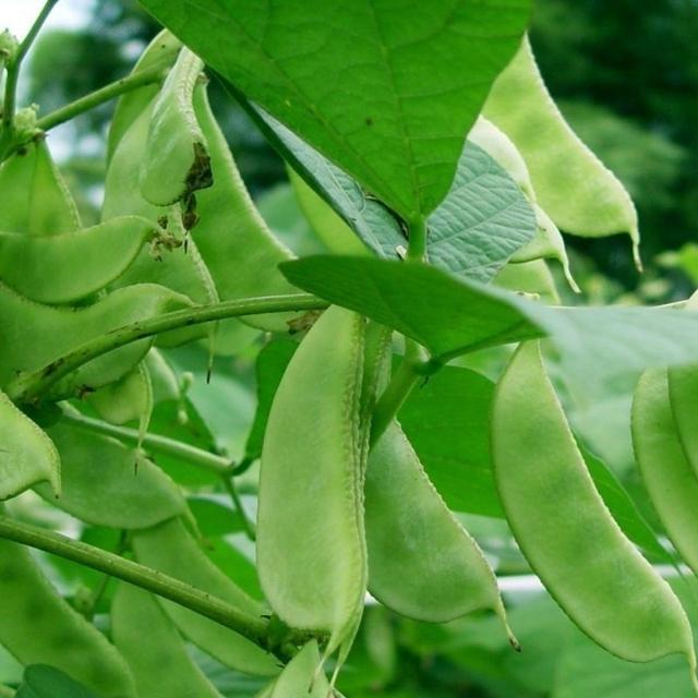 扁豆角 扁豆角（扁豆角怎么做好吃） 美食