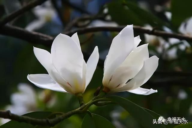 百合花象征什么