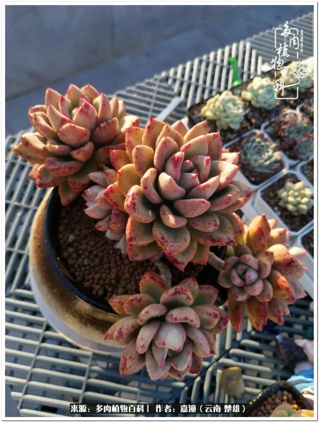 玉蝶铜芯电线价格表4平方,玉蝶铜芯线今日价格