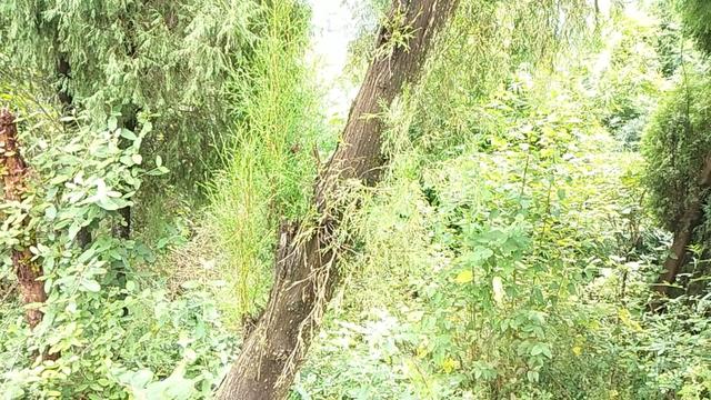 侧柏树上结的果实，做个枕头睡觉，养心安神助睡眠