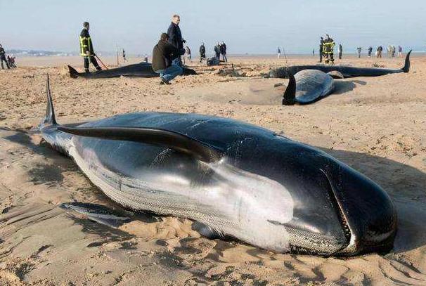 “鲸爆”有多可怕？死亡鲸鱼现身大连，鲸爆正在酝酿，没有龙涎香