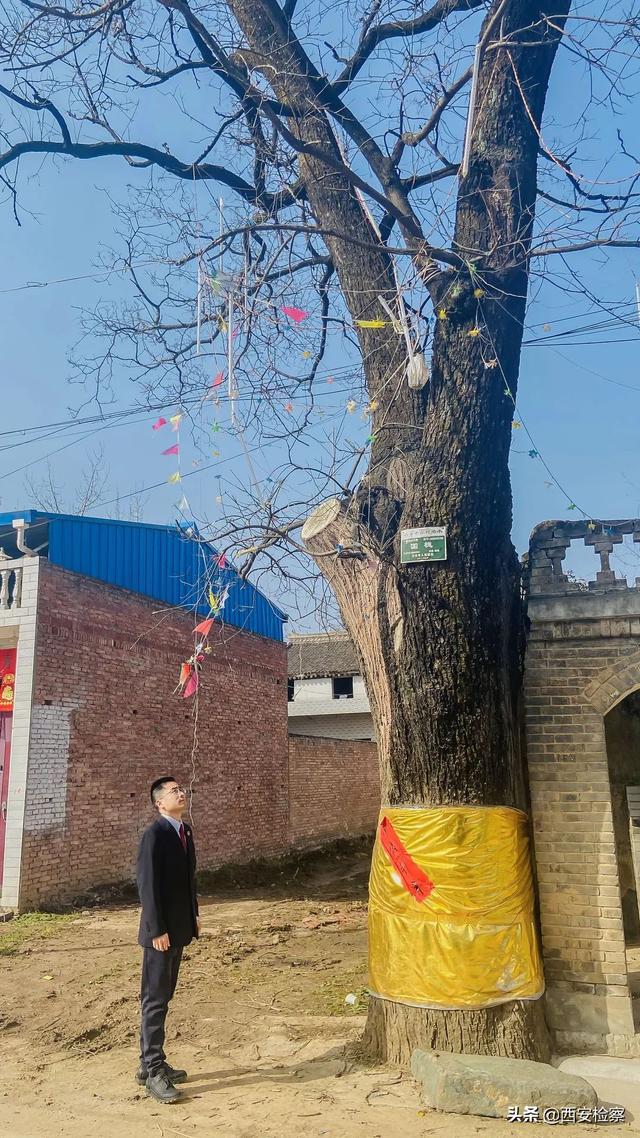 乡愁情思寄古树，检察听证护“绿色记忆”