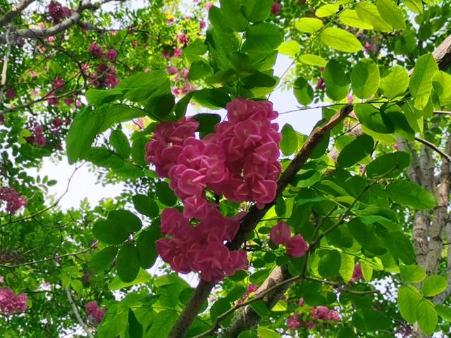 红色的槐花