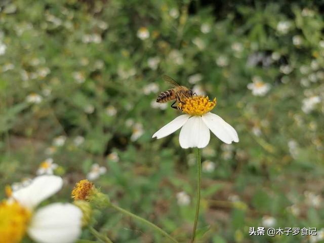 立夏快到，这种野花味道不错，嫩叶采来做茶做水饺，鲜香可口