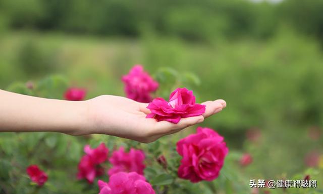 春天，蒲公英，其实是个“宝”，用它来泡水喝，或能解决4个问题