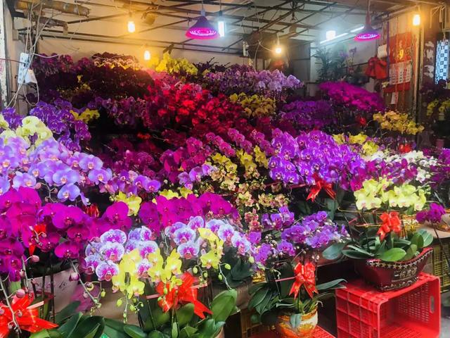 广州花卉批发市场在哪里,深圳8大花卉市场 3193个购花点
