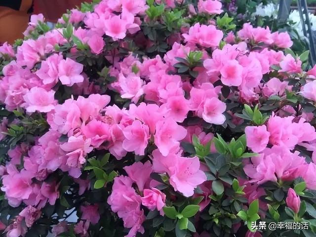 映山红开了，太漂亮了