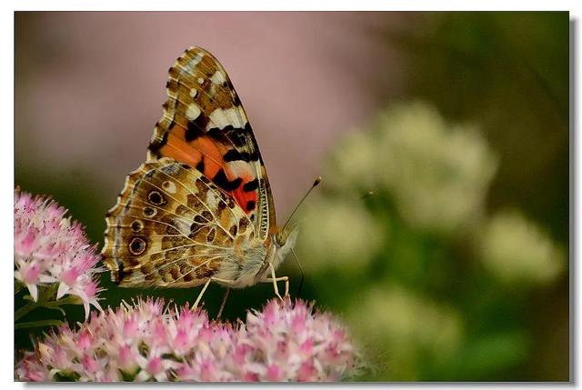 回顾春天百花争艳、招蜂引蝶图片大赏