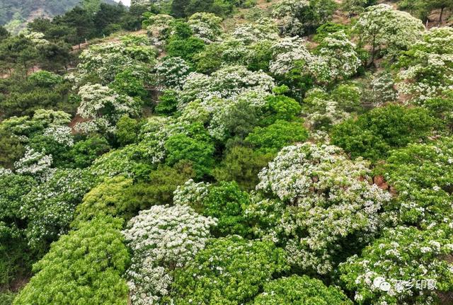 人间四月芳菲盛 桐油花开醉迷人