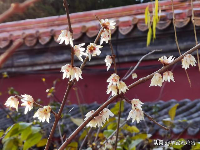 未等冬寒至 梅已報春香——北京中山公園臘梅提前綻放 盡顯芬芳