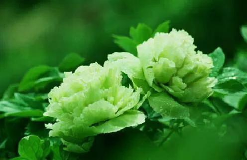 牡丹、芍药大比拼，到底谁最美
