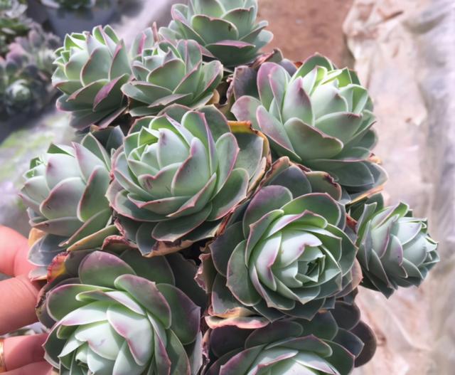 度夏必死的6种多肉,现在不要买,"买了"纯粹"浪费钱"