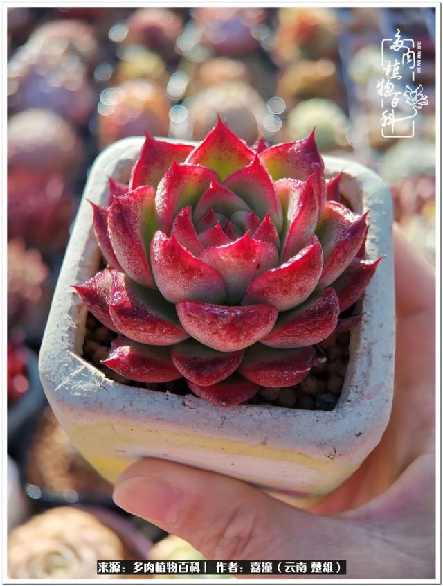 玉蝶铜芯电线价格表4平方,玉蝶铜芯线今日价格