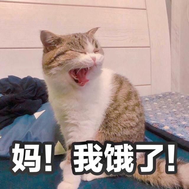 当你学猫叫的时候猫咪在想什么(主人学猫叫猫咪是什么想法)-锐牛沃德