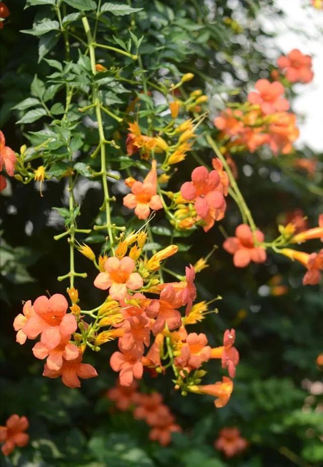 凌霄花开红艳艳