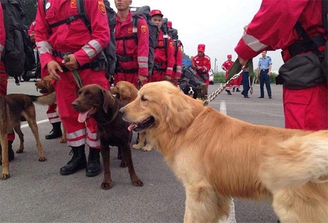 明明有生命探测仪，为何搜救犬仍必不可少？