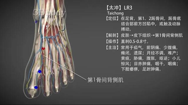 太冲穴—疏风利胆平肝潜阳