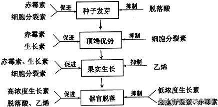 植物生长调节剂＝激素？其功能作用、药害症状及补救方法有哪些？4