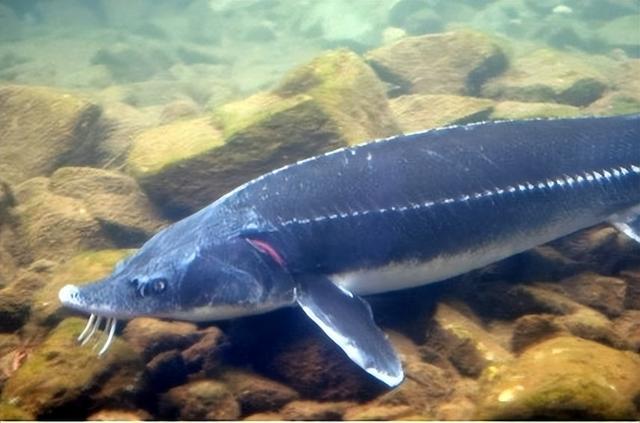 什么动物吃害虫保护庄稼，什么动物吃害虫保护庄稼呢