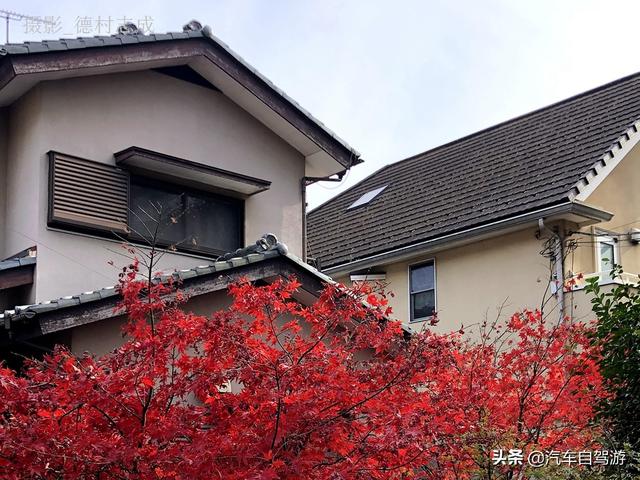 德村志成：落葉殘楓依然美麗，久違北小金本土寺