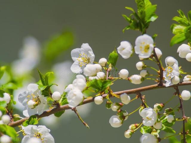 分享图片，百花盛开，五彩缤纷，太美了！令人心情无比愉悦